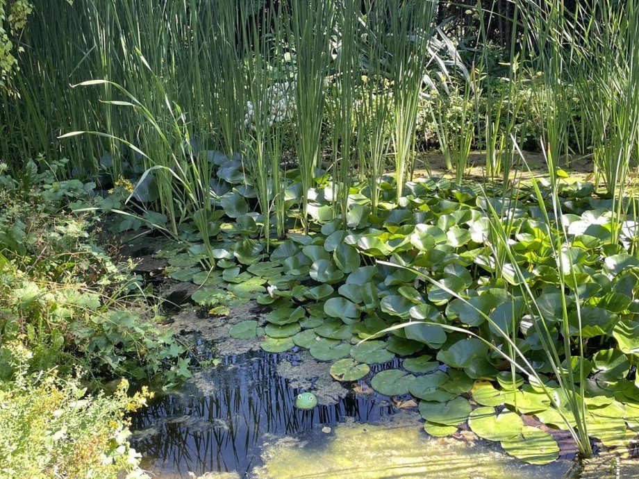 Gartenteich Einfamilienhaus Oppenheim